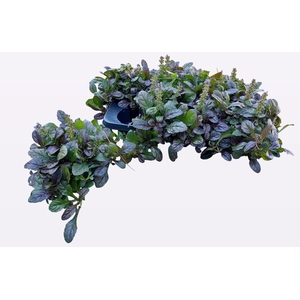 AJUGA R BRAUNHERZ