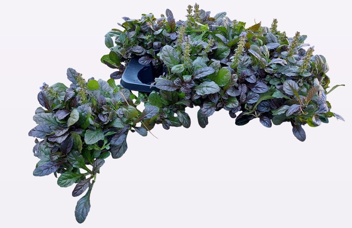 <h4>AJUGA R BRAUNHERZ</h4>