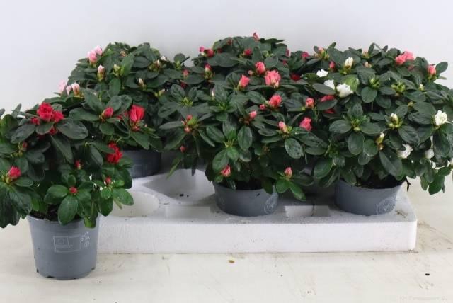 <h4>RHODO SI VOGEL GEM</h4>