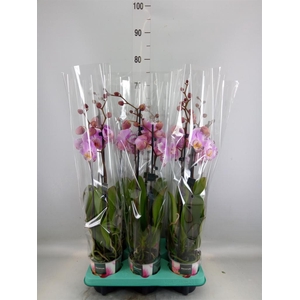 Phalaenopsis   ...