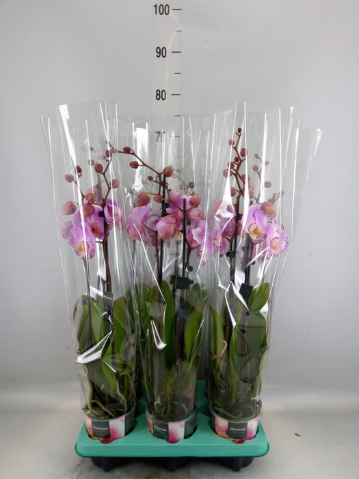 <h4>Phalaenopsis ...</h4>