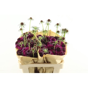 Scab Scoop Dark Purple