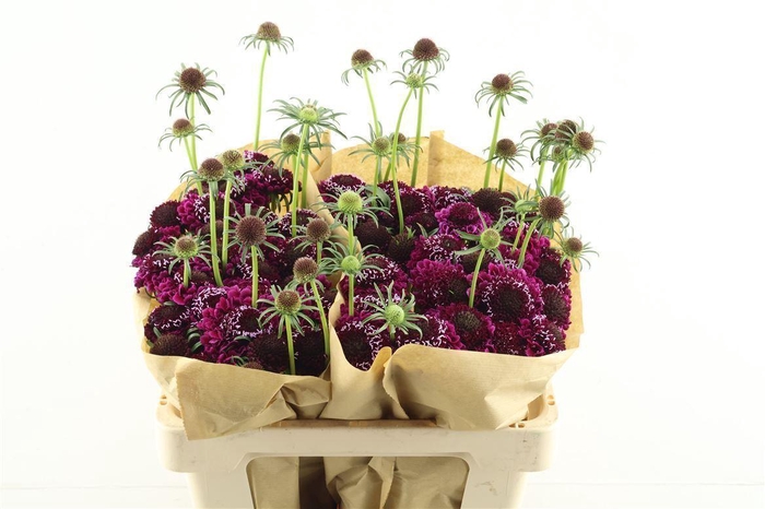 <h4>Scab Scoop Dark Purple</h4>