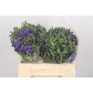 Anemone Galil Blue