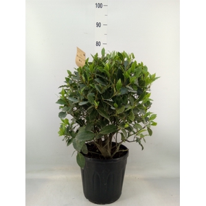 Laurus nobilis