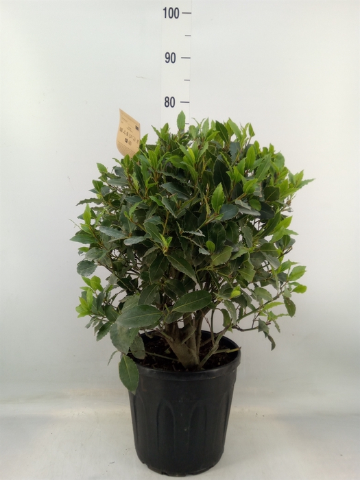 <h4>Laurus nobilis</h4>