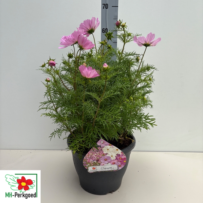 <h4>COSM BIP SON PINK</h4>