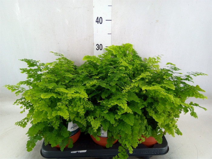 <h4>Adiantum raddi. 'Fritz-Luthi'</h4>