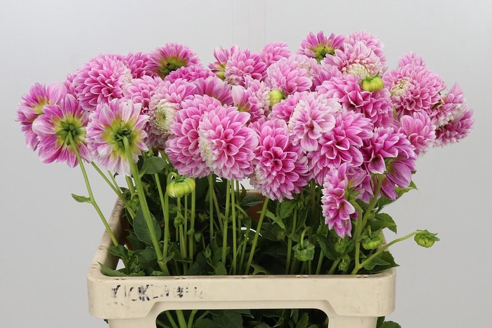 <h4>Dahlia Marshmallow Baby</h4>