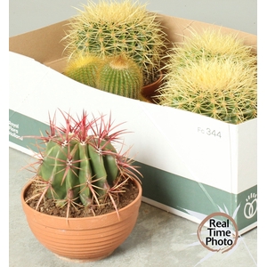 CACTUS OV