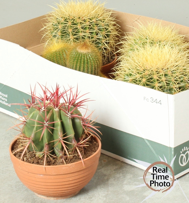 <h4>CACTUS OV</h4>
