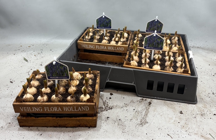 <h4>ARR MUSCARI</h4>