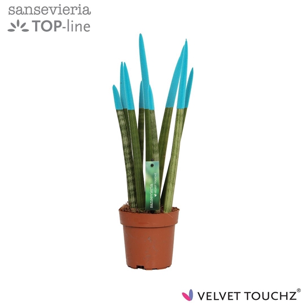 <h4>Sansevieria VELVET TOUCHZ® Aqua</h4>