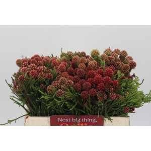 Kaaps Groen Brunia Fraga (Clusterstar Raspberry)
