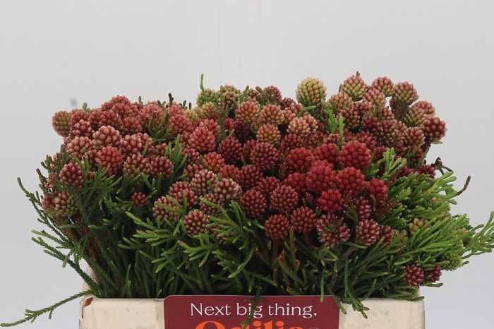 <h4>Kaaps Groen Brunia Fraga (Clusterstar Raspberry)</h4>