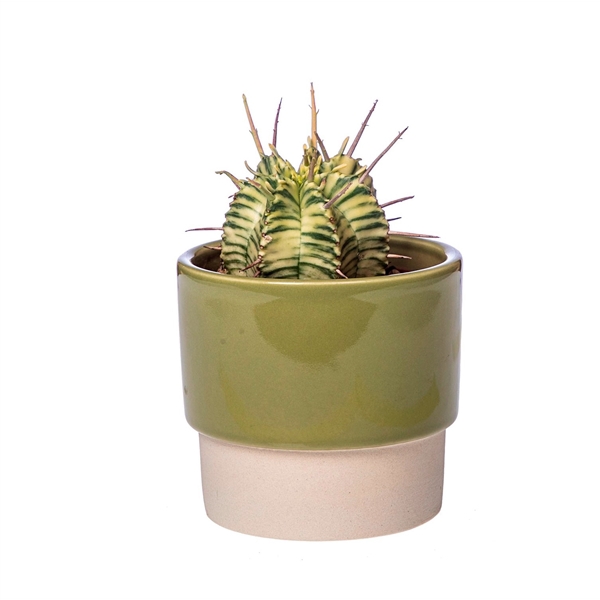 <h4>BICOLOR CERAMIC POT Ø 8 - EUPHORBIA MELOFORMIS VARIEGATA (SUCCULENTEN)</h4>