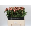 Paeonia Gardenia