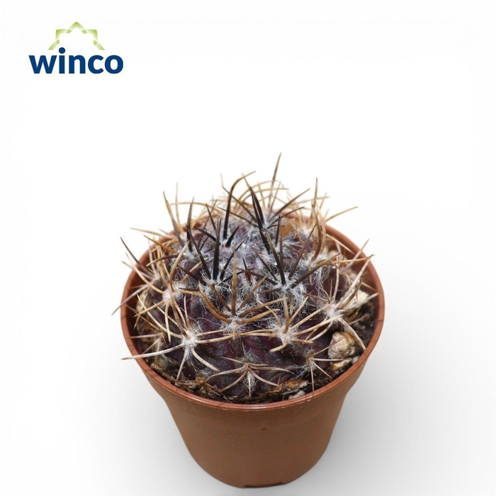 <h4>Neoporteria Floccosa</h4>