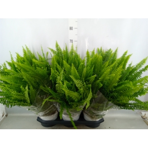 Nephrolepis exal. 'Sonata'