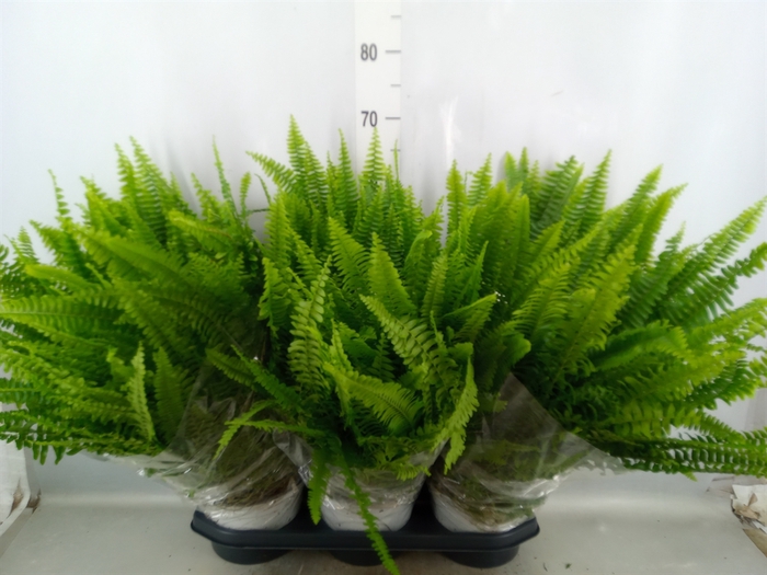 <h4>Nephrolepis exal. 'Sonata'</h4>