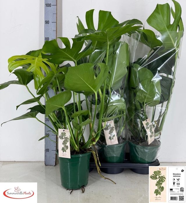 <h4>MONSTERA DELICIOSA</h4>