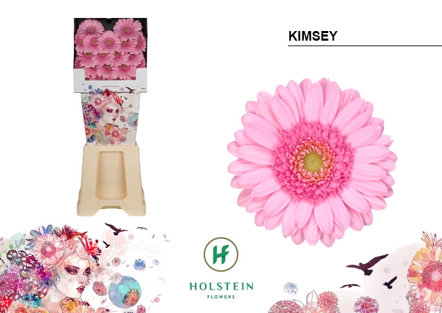 <h4>GE MI Kimsey diamond x80</h4>