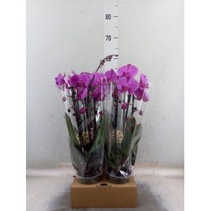 Phalaenopsis  'Elegant Cascade'