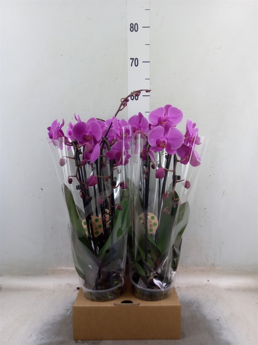 <h4>Phalaenopsis  'Elegant Cascade'</h4>