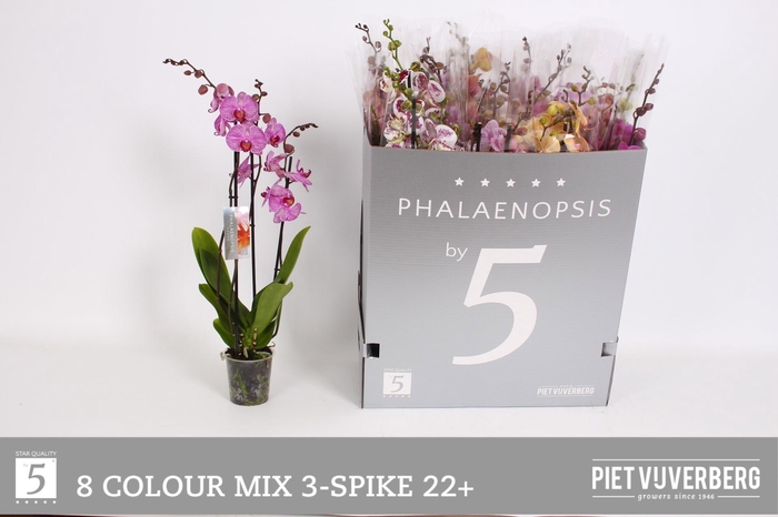 <h4>PHAL GEM 8 KL</h4>