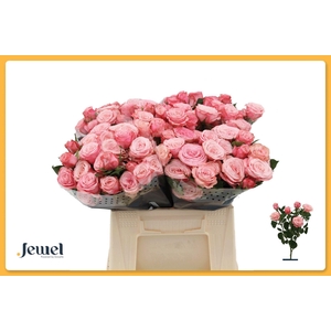Rosa TR 'Birds Nest'