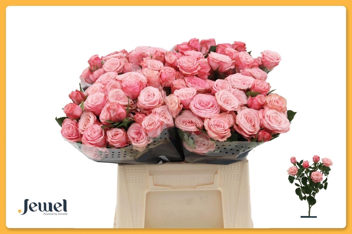<h4>Rosa TR 'Birds Nest'</h4>