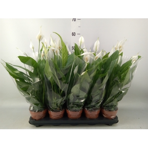 Spathiphyllum  'Alana'