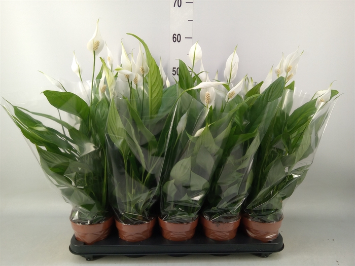 <h4>Spathiphyllum  'Alana'</h4>