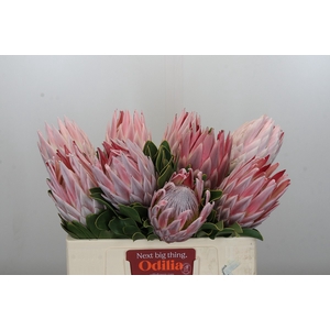 Protea Cynaroides