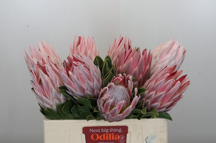 Protea Cynaroides