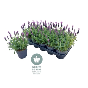 Lavendel Stoechas Bella Toscane (Lavandula)