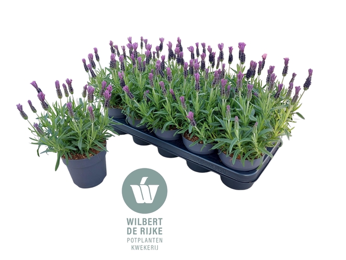<h4>Lavendel Stoechas Bella Toscane (Lavandula)</h4>