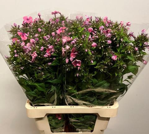 <h4>PHLOX P KIKI</h4>