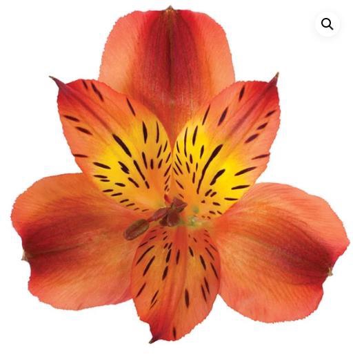 <h4>Alstr Hot Pepper</h4>