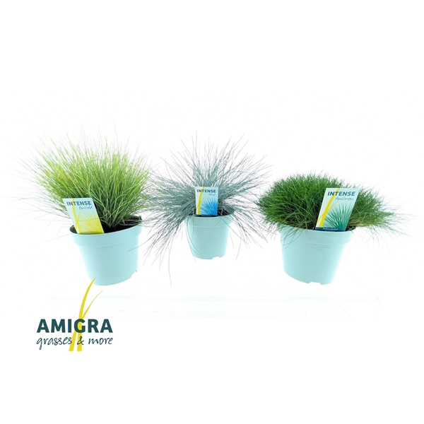 <h4>Siergrassen Mix 17cm</h4>