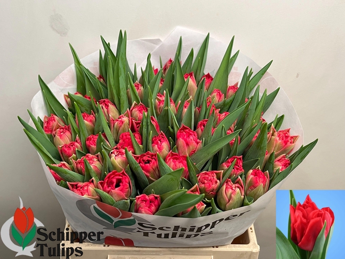 <h4>TU DU DOUBLE TWIST</h4>