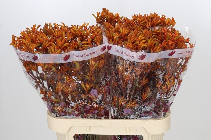 <h4>Anigozanthos Orange</h4>