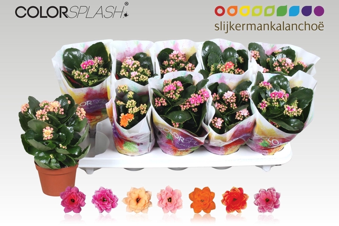 <h4>KAL GE GEM 7 KL</h4>