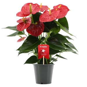 Anthurium Esudo in transparant sleeve