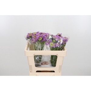 Scab At Bb Scoop Ube