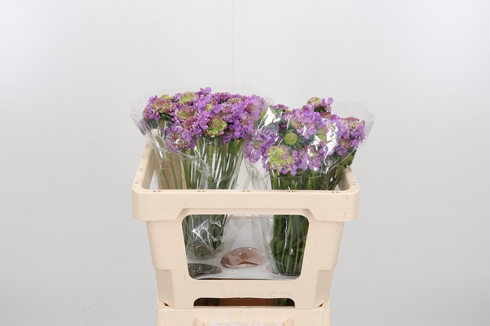 <h4>Scab At Bb Scoop Ube</h4>