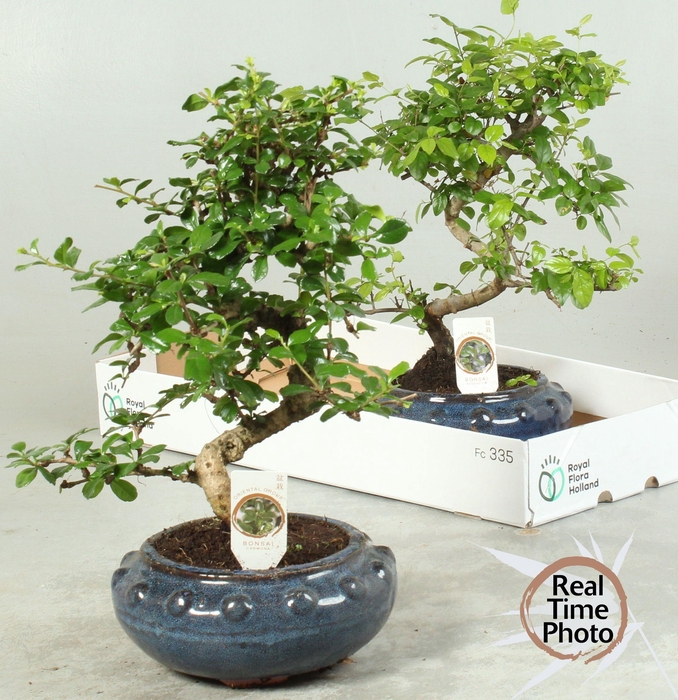 <h4>BONSAI GEM</h4>
