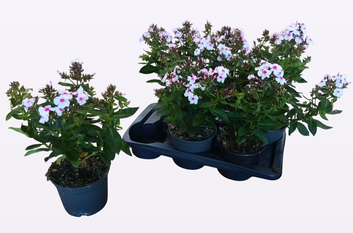 <h4>PHLOX P FAMOUS W EYE</h4>