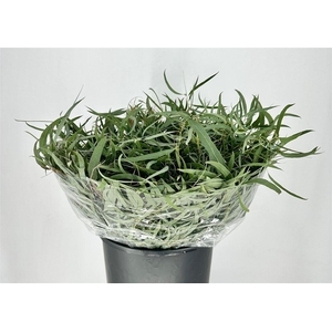 Euca Nicoly Short 150gr P Bunch