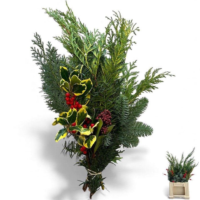 <h4>KERSTGROEN OV BS</h4>